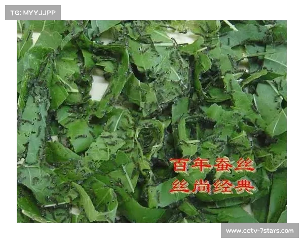 从蚕宝宝队到后屯六碗席：雪地村超队名背后的生活气息